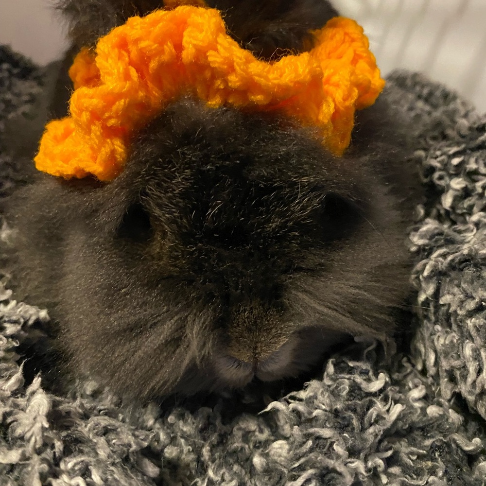 Orange Pet Accessory for Small Pets